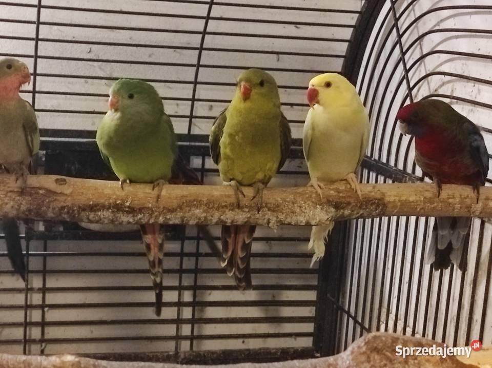 Papugi barabandy Rębków