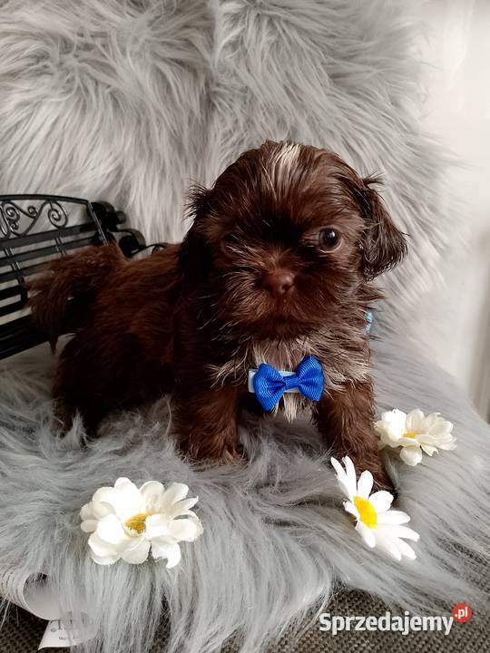 Do Odbioru czekoladowy piesek rasy ShihTzu