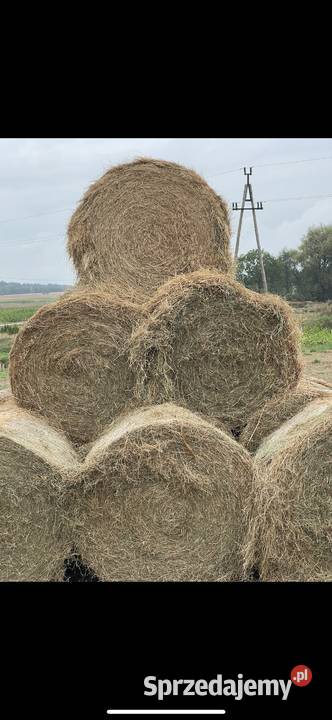 Siano pogodne trzymane w stodole Chełm