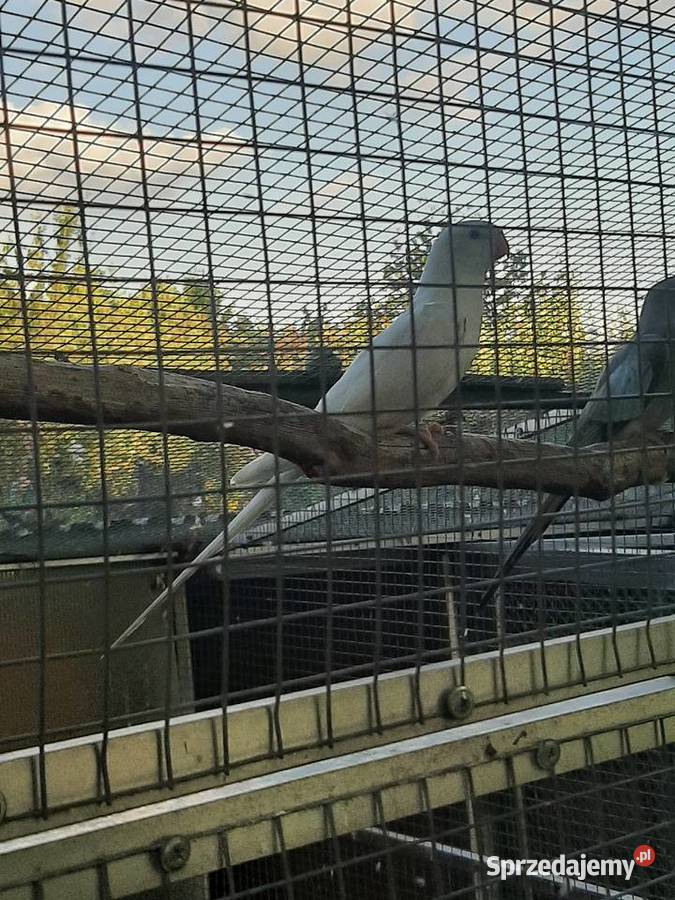 Księżniczki walii białe Skała sprzedam
