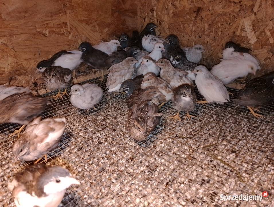 Przepiórki chińskie Dubin