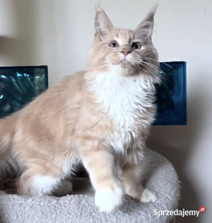 Maine Coon piękne kocięta Linia Shaded Wińsko