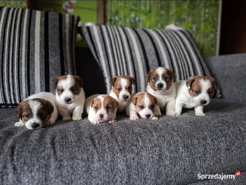 Szczenięta Jack Russell Terrier