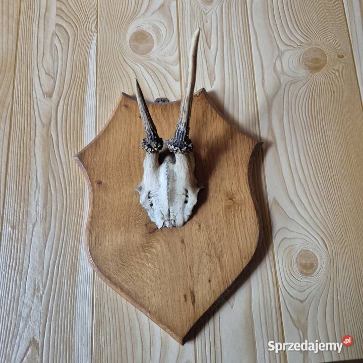 Sprzedam poroża Oborniki