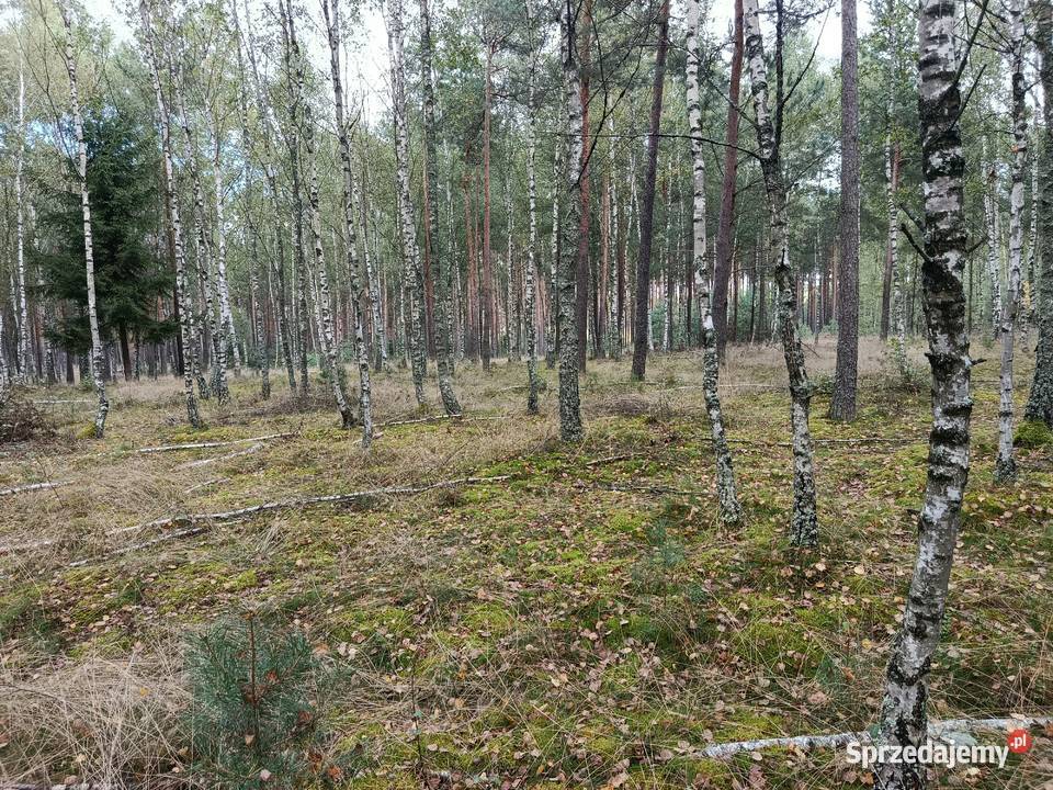 Sprzedam las Bartoszylas gm Stara Kiszewa 15981m2 Elbląg