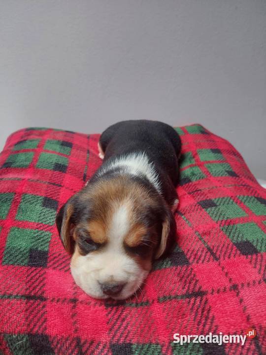 Piesek suczka rasy beagle piękne szczeniaki Sanok