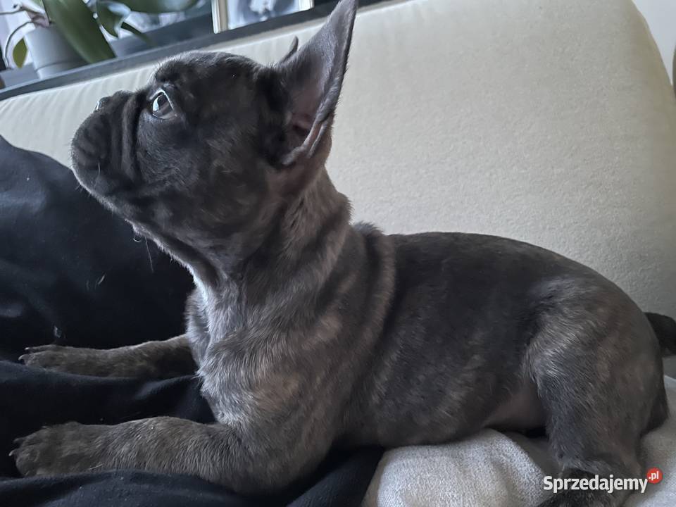 Buldog francuski Łódź