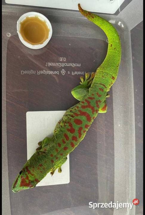 Jaszczurka do terrarium Bielsko-Biała