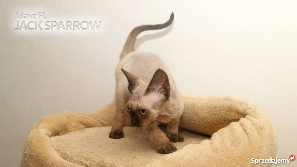 Niesamowity kocurek Devon Rex czekoladowy point