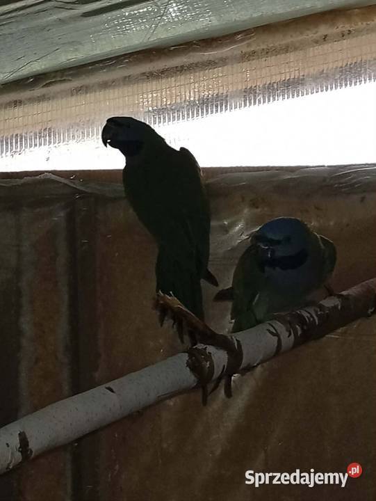 Aleksandretty chińskie Kłodzko