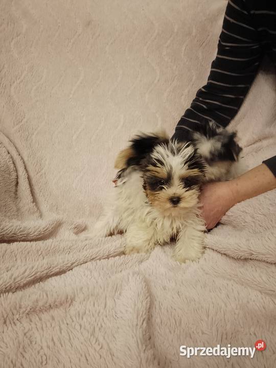 Sprzedam sunie Yorkshire Terrier Bewer zachodniopomorskie Tanowo