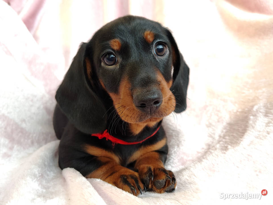 SAMIEC Jamnik krótkowłosy Czarny podpalany Zwierzęta małopolskie