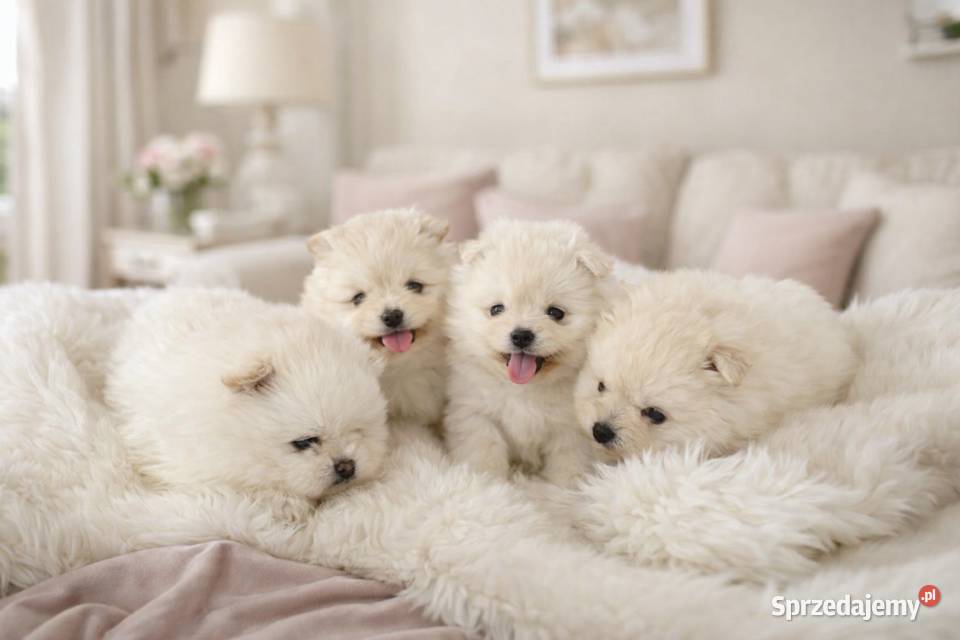 SZPIC MINIATUROWY POMERANIAN PIĘKNE SZCZENIĘTA Szpic miniaturowy Warszawa
