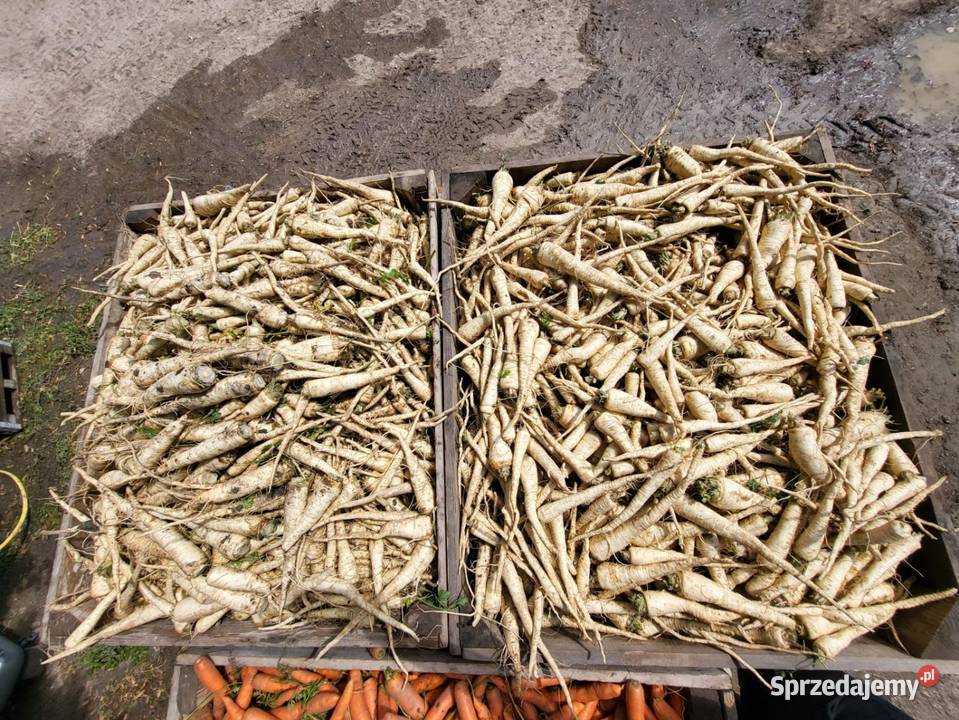 Warzywa pietruszka marchew ziemniaki Jędrzejów