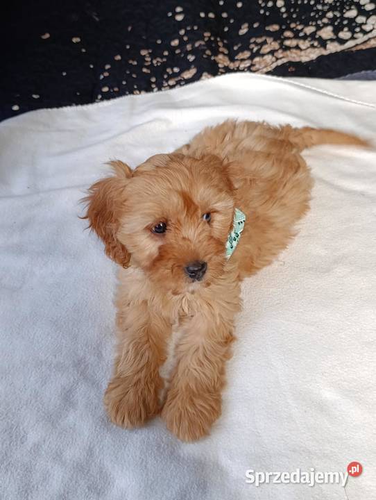 Suczka Cavapoo świętokrzyskie Szczaworyż
