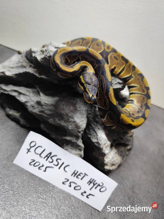 Pytony Królewskie tegoroczne maluchy mazowieckie Pruszków sprzedam