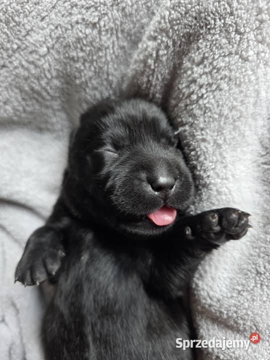 Labrador czarne ZKwP (FCI) szczenięta po Championie, suczki i piesek