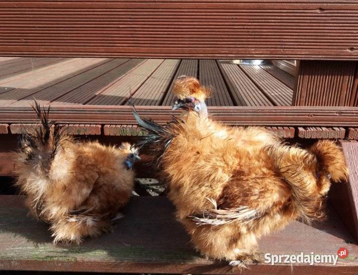 Jajka lęgowe Silki sprzedam