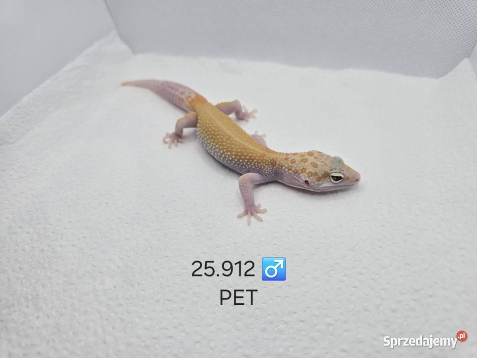 Gekon Lamparci śląskie sprzedam