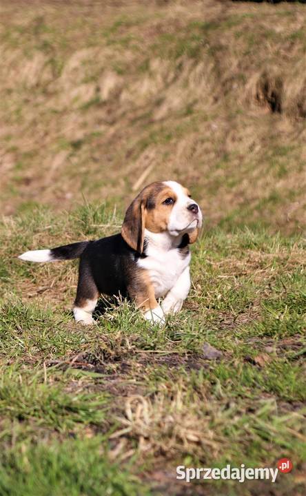 Beagle szczeniaki ZKWP elitarne pochodzenie śląskie Żywiec