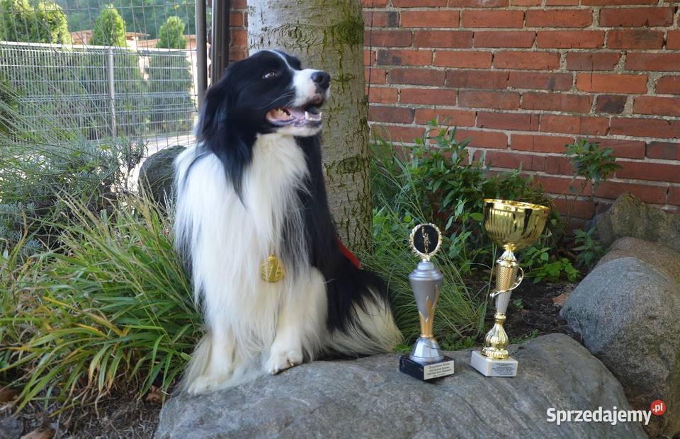 Border collie fci Psy Krotoszyn