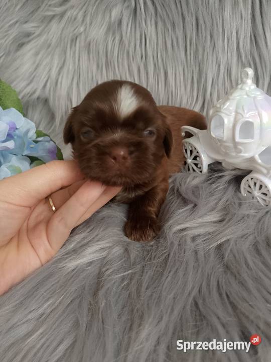Czekoladowy piesek rasy ShihTzu Kępno