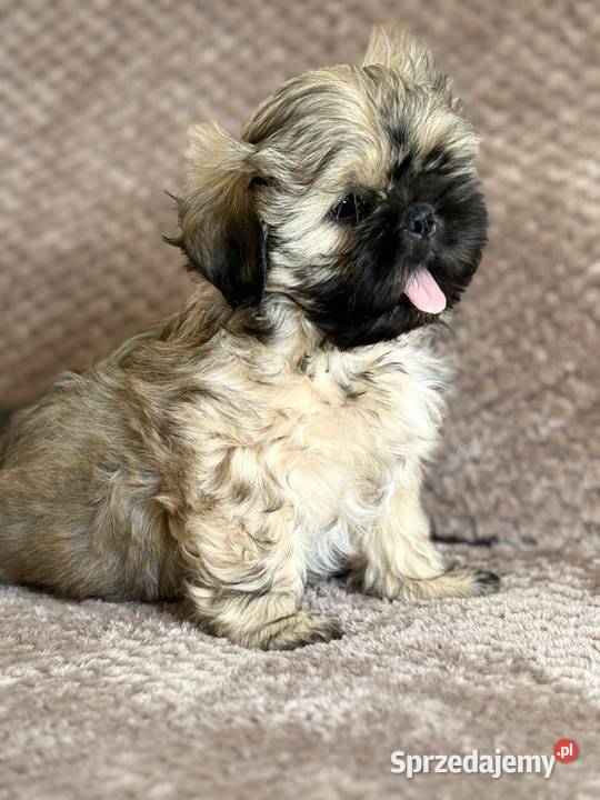 Szczenięta shih tzu dolnośląskie Korzeńsko
