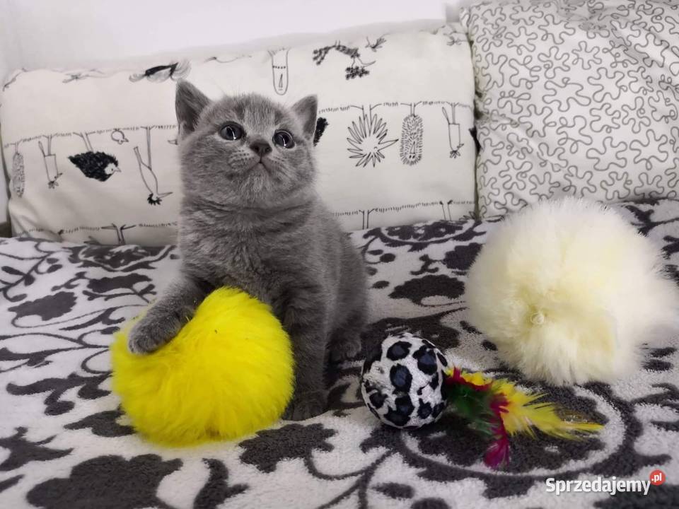 kocurek brytyjski krótkowłosy Lubin