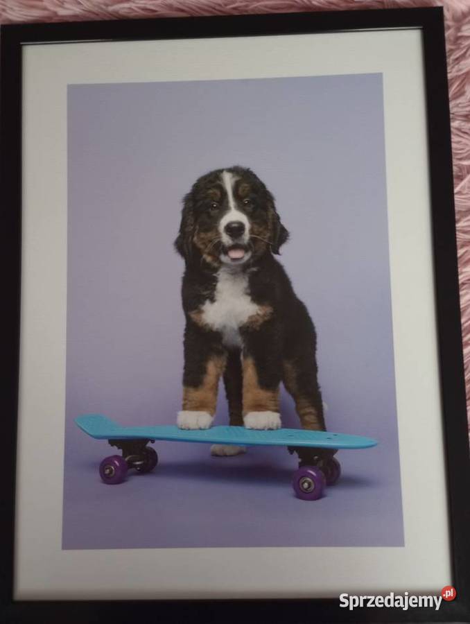 Obraz pies na deskorolce 30x40 sprzedam