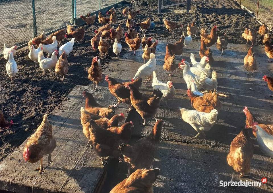Kury nioski z jajkiem Lohmann Leghorn Możliwy Wielgomłyny
