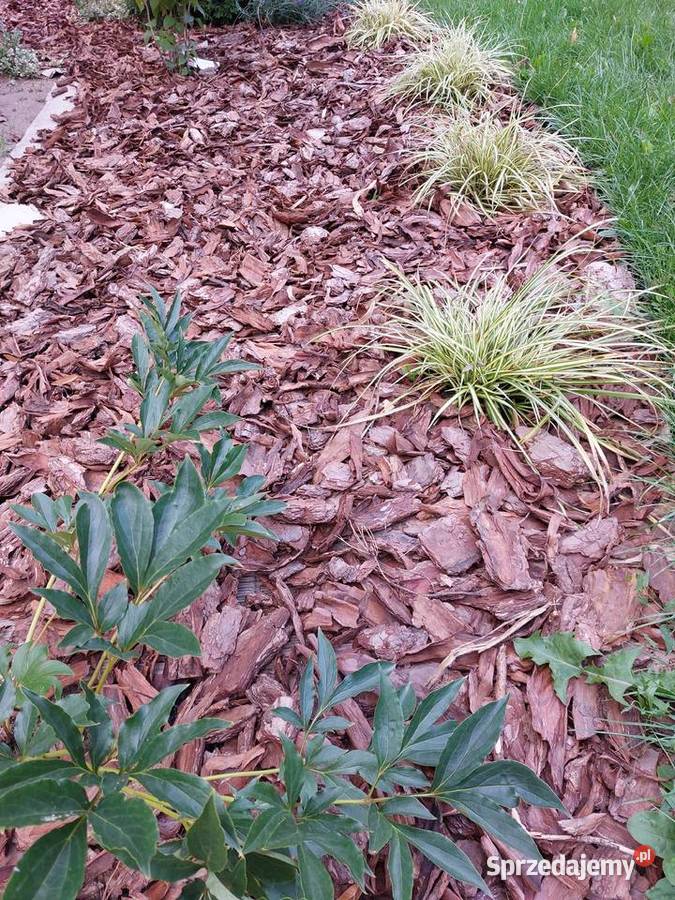 Kora sosnowa Ziemia uniwersalna Torf Kompost