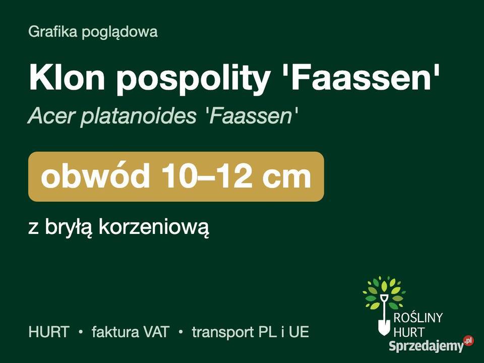 Klon pospolity Faassen obwód 1012 z bryłą HURT Liściaste
