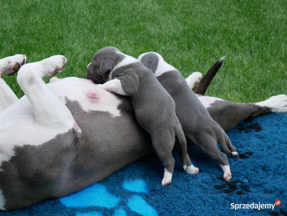 Americam Staffordshire Terrier Amstaff Blue ZKWP Bydgoszcz