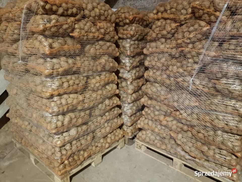 Ziemniaki jadalne denar vineta Kamocin