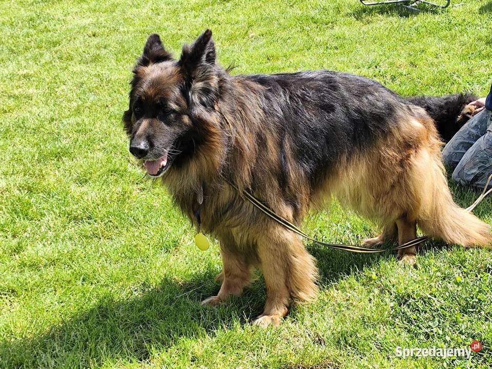 Reproduktor owczarek niemiecki sprzedam