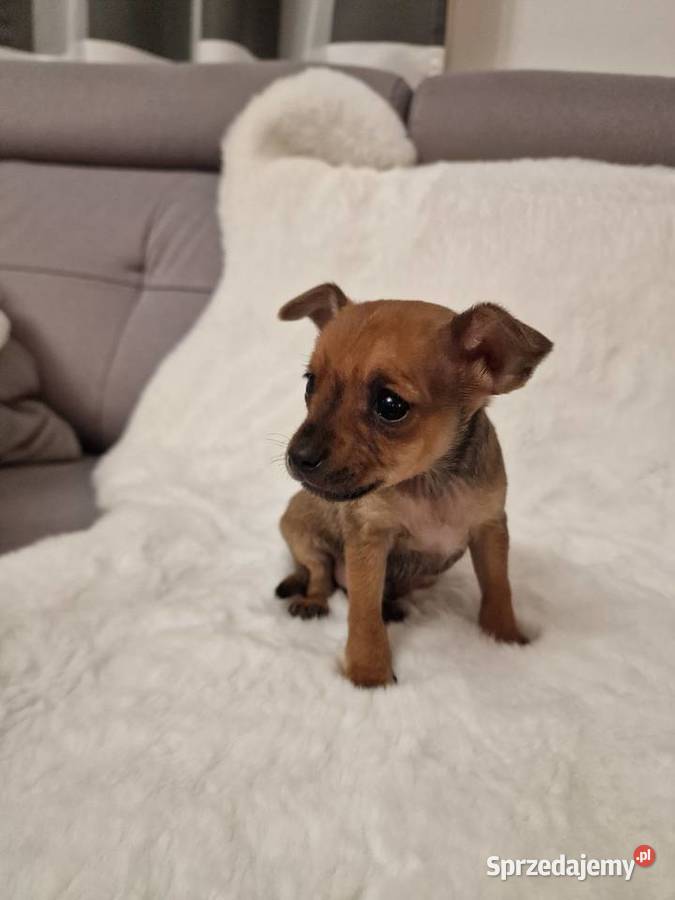 Pinczer miniaturowy XXS zapowiedź miotu ratlerek mazowieckie Myszyniec