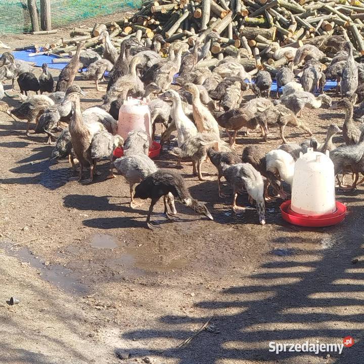 Biegus Indyjski różne kolory 6 tygodniowe Skrzynka