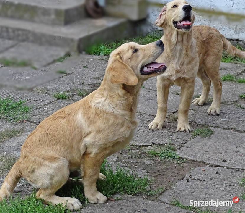 Golden retriever Przysucha sprzedam