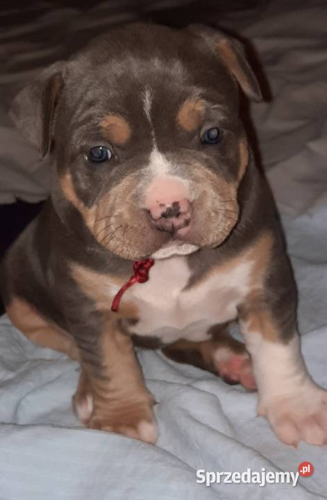 Amstafy TRICOLOR DO REZERWACJI Dęblin