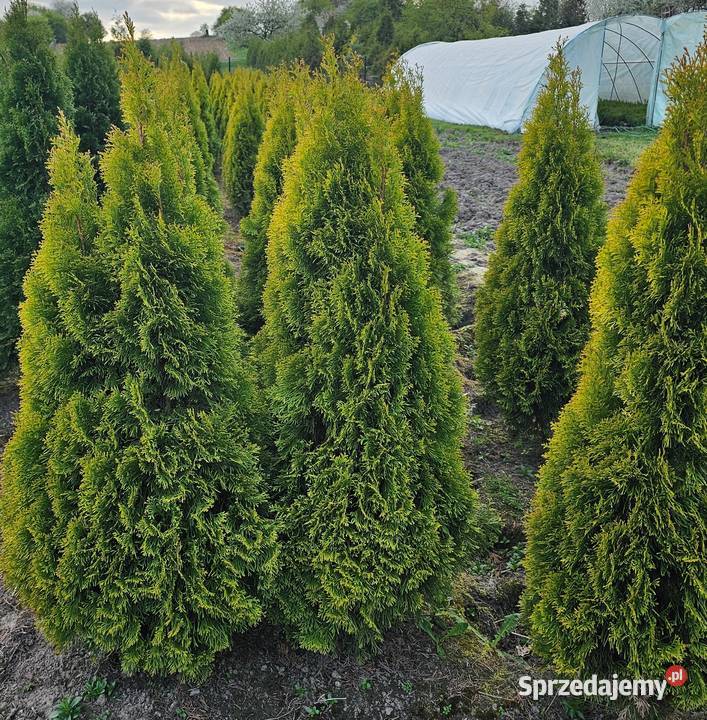Golden Szmaragd Tuje Thuje Tuja Krzewy Thuja Kraków