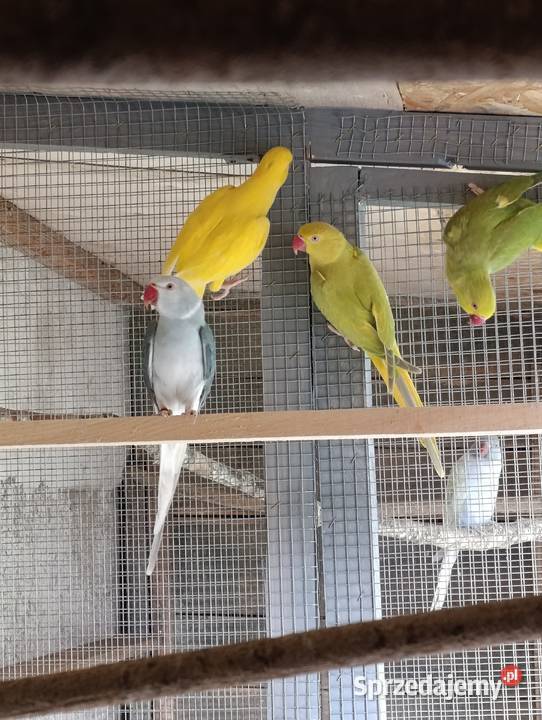 Aleksandrety obrożne głowa ogon Grodzisk Wielkopolski