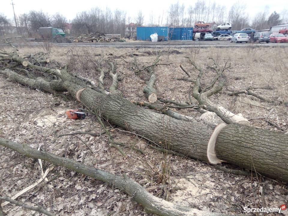 Dęby super Wołomin sprzedam