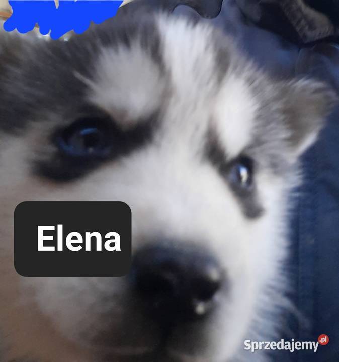 Szczeniaki dostępne mlode