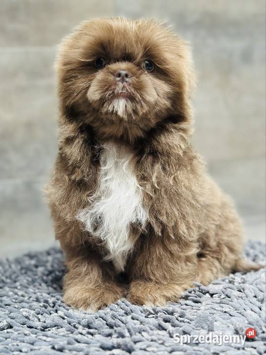 Shih Tzu piesek Monti śląskie Kościelec sprzedam