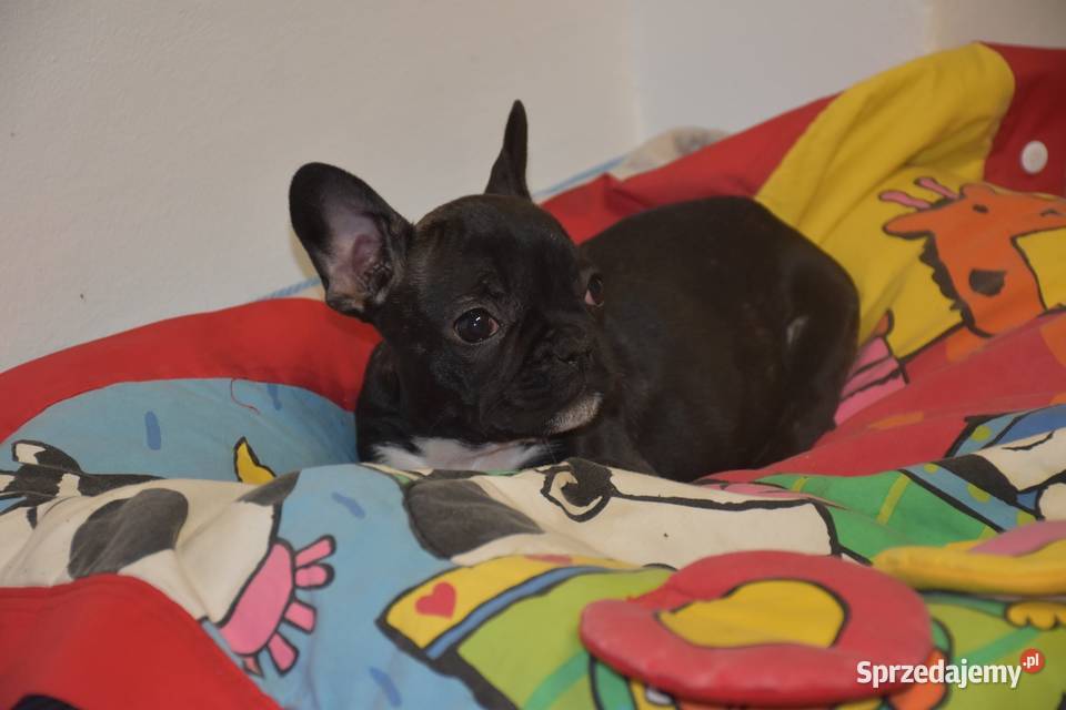 buldog francuski suczka niebieskapaszport Buldog kujawsko-pomorskie