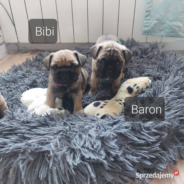Buldog francuski Węgorzyce