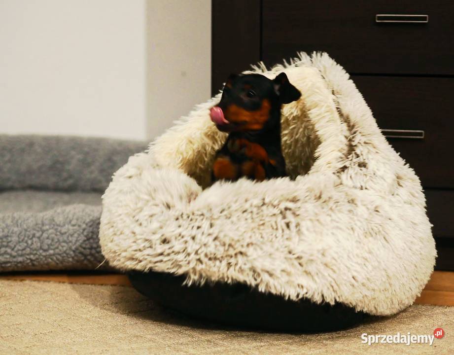 Pinczer miniaturowy ZKwP FCI przebadany bogata Chełm