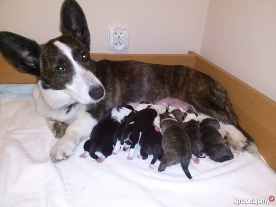 welsh corgi cardigan owczarek walijski sprzedam