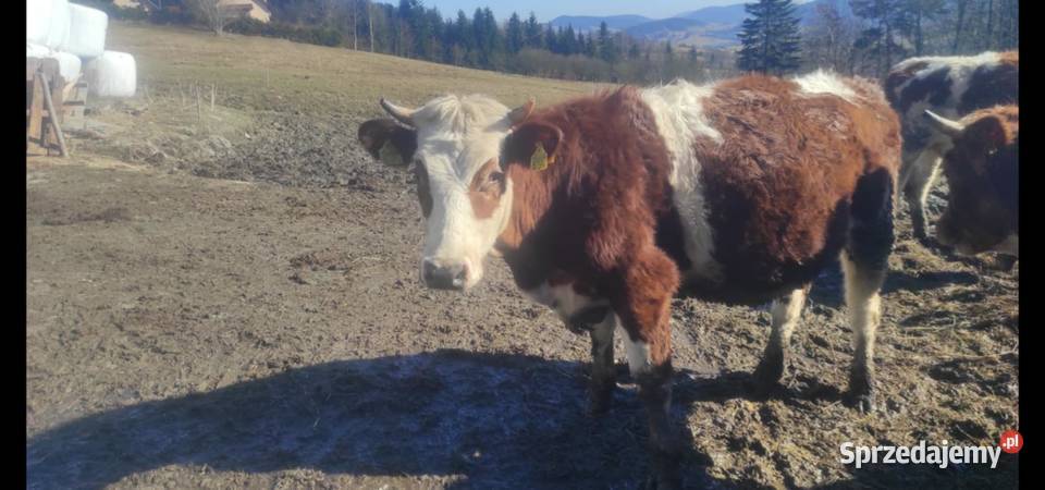 Sprzedam jałówki cielne małopolskie sprzedam
