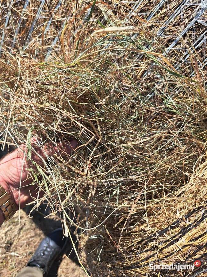 Siano zwierząt koni gryzoni baloty siana jakości śląskie Gliwice